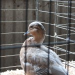 A duck in the poultry barn stares at the back of its cage.